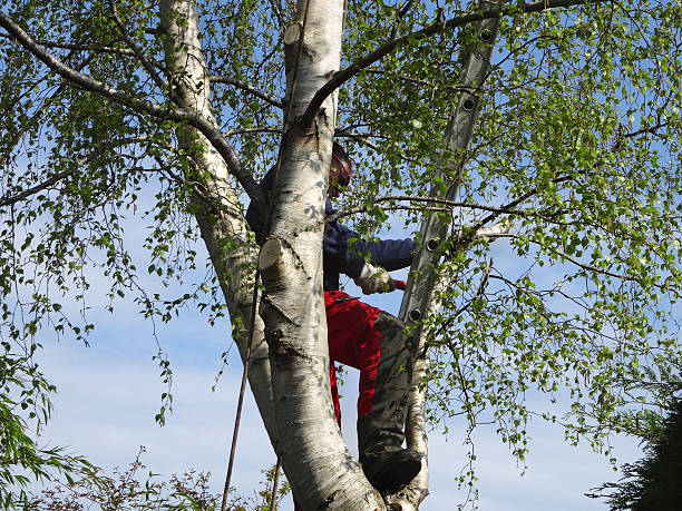 How Our Tree Care Process Works  in  Muttontown, NY